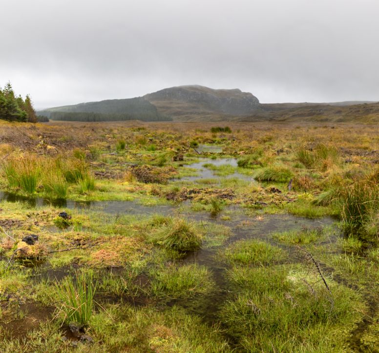A restored peatland site