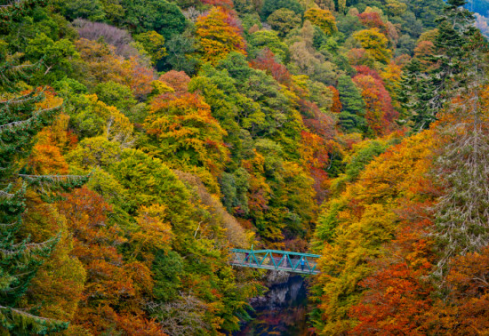 Bridge in front of autumnal trees