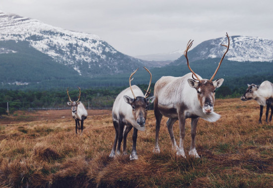 Several reindeer standing on an open hillside with snow-capped mountains beyond