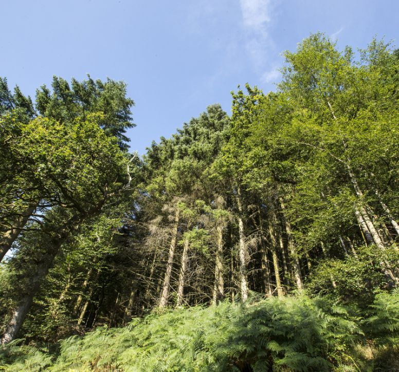 Tall trees standing on a very steep hillside
