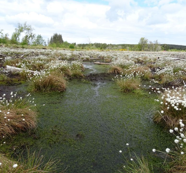 Peatland area of grasses and standing water with white flowers