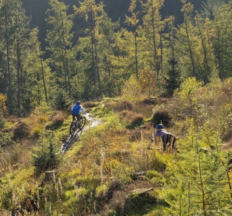 Two mountain bikers riding down a plant-covered hill towards forest