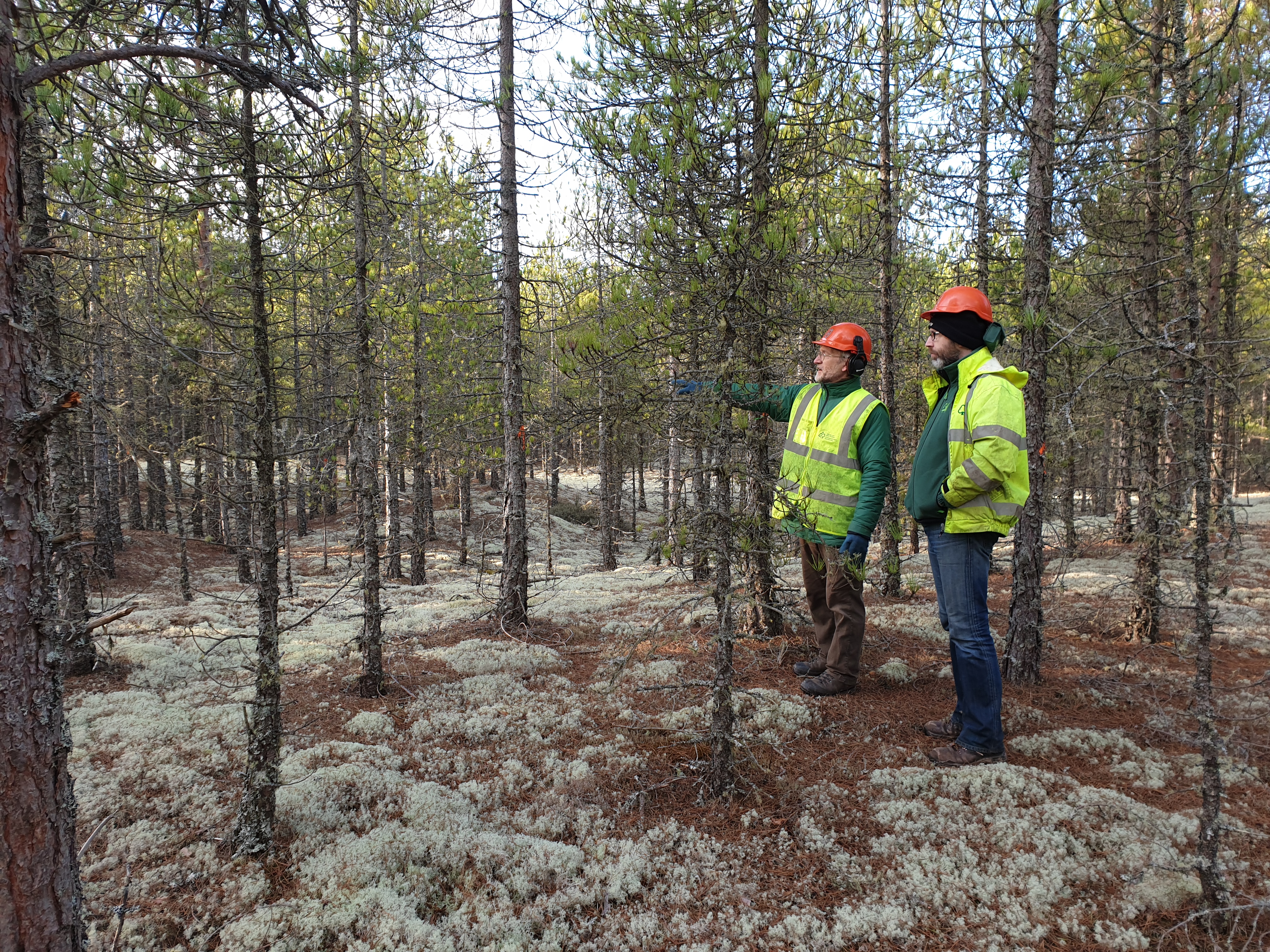 Two forestry workers in safety gear stand in a lichen forest, one points to the distance