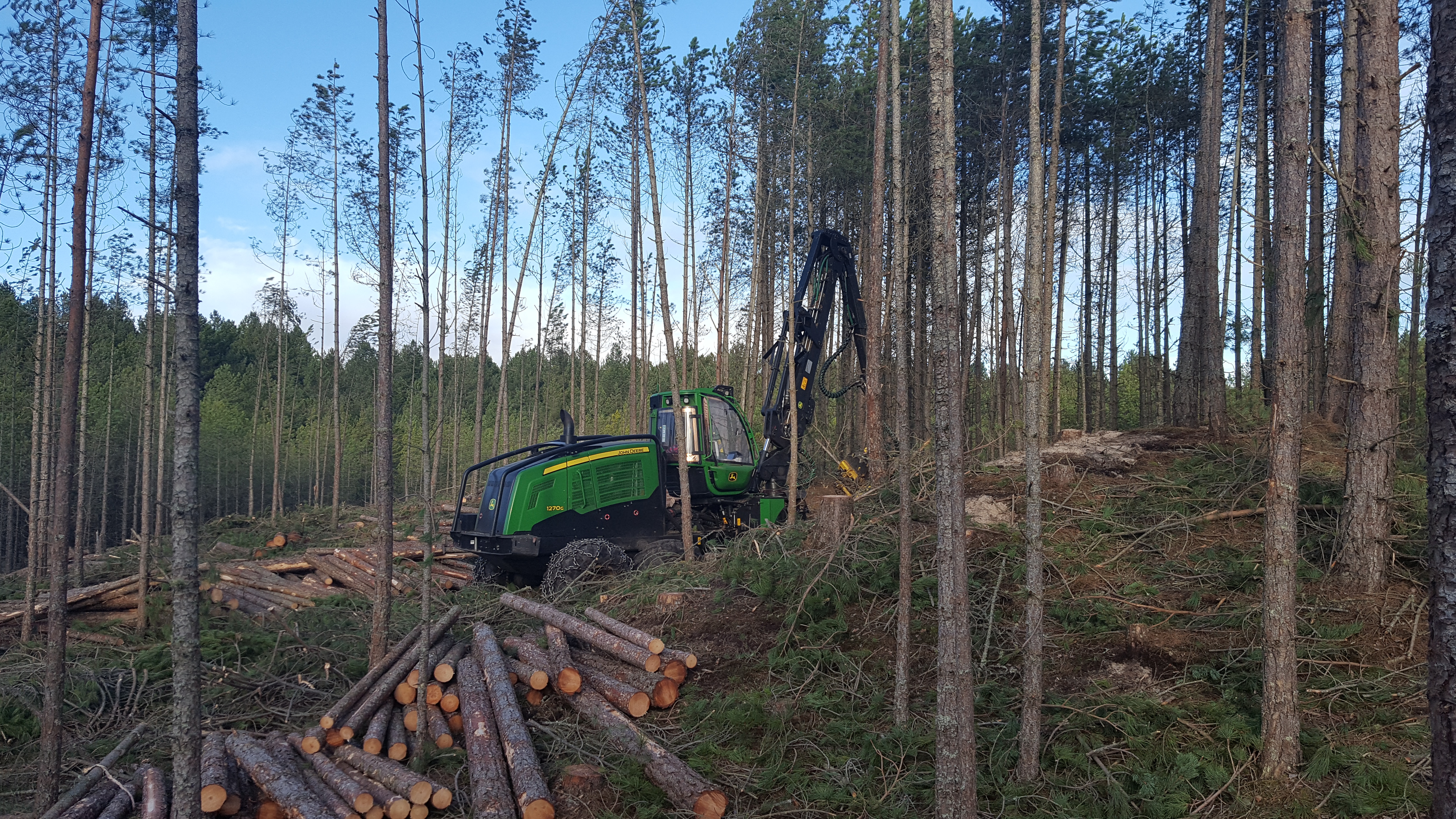 Forestry equipment removing timber from a pine forest