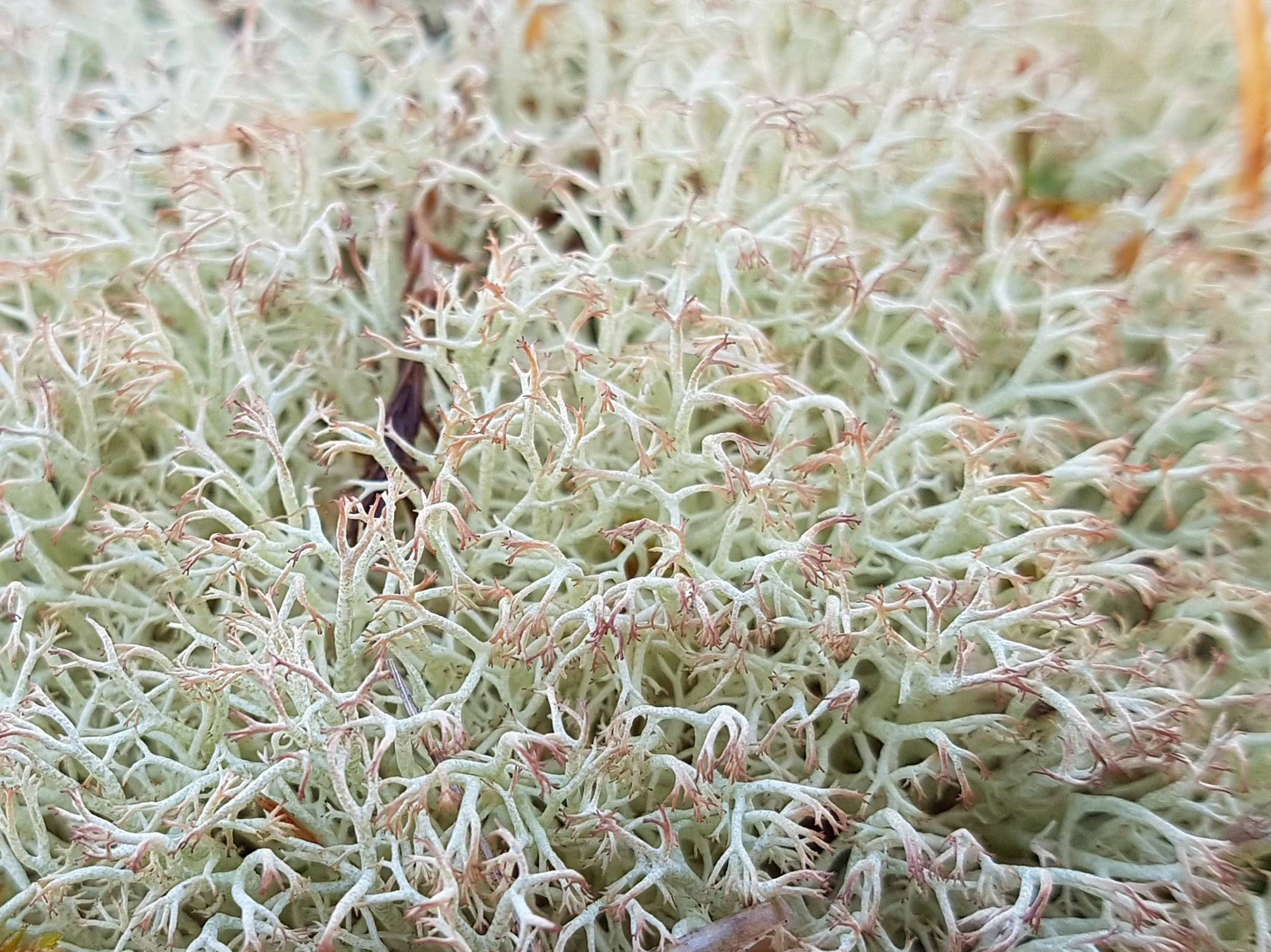 A close up of white and teal lichen
