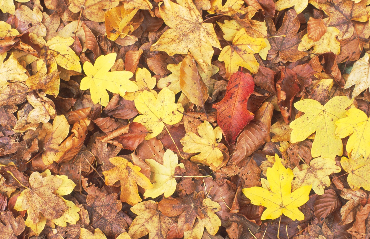 Red, yellow and brown leaves