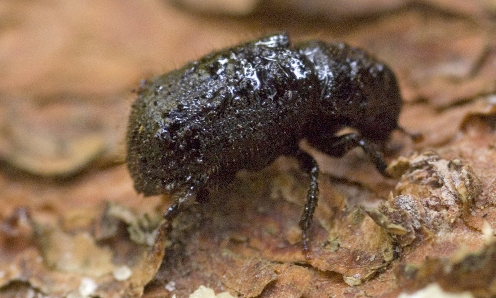 Black beetle resting on tree trunk