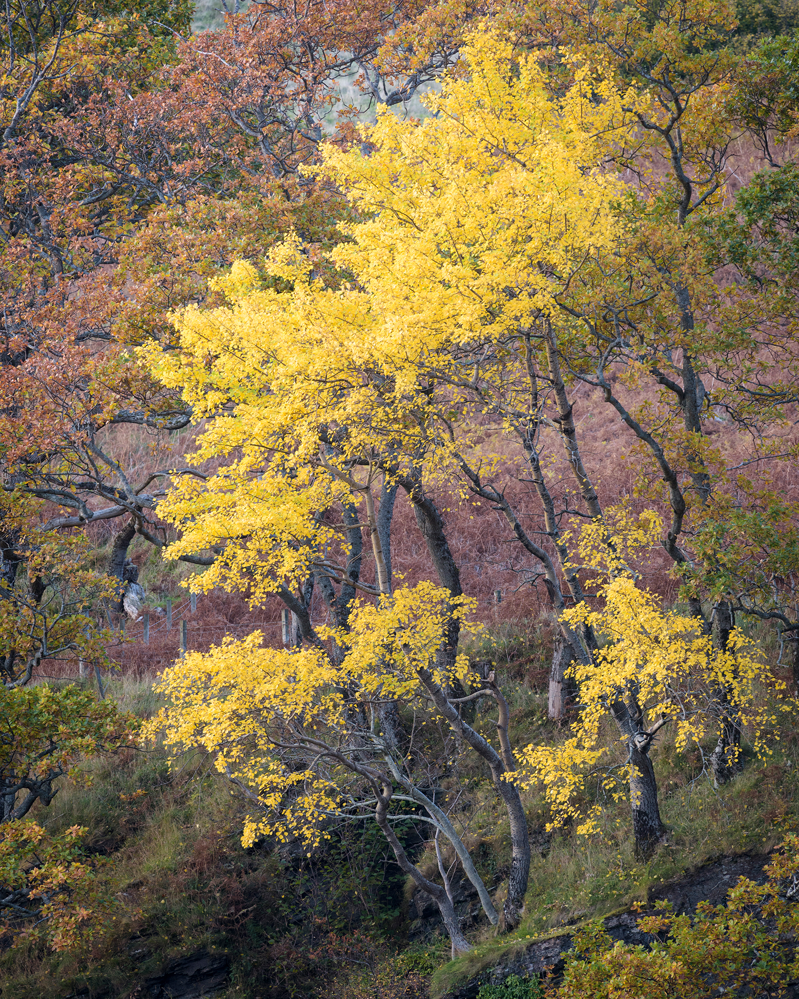 Aspen tree in autumn