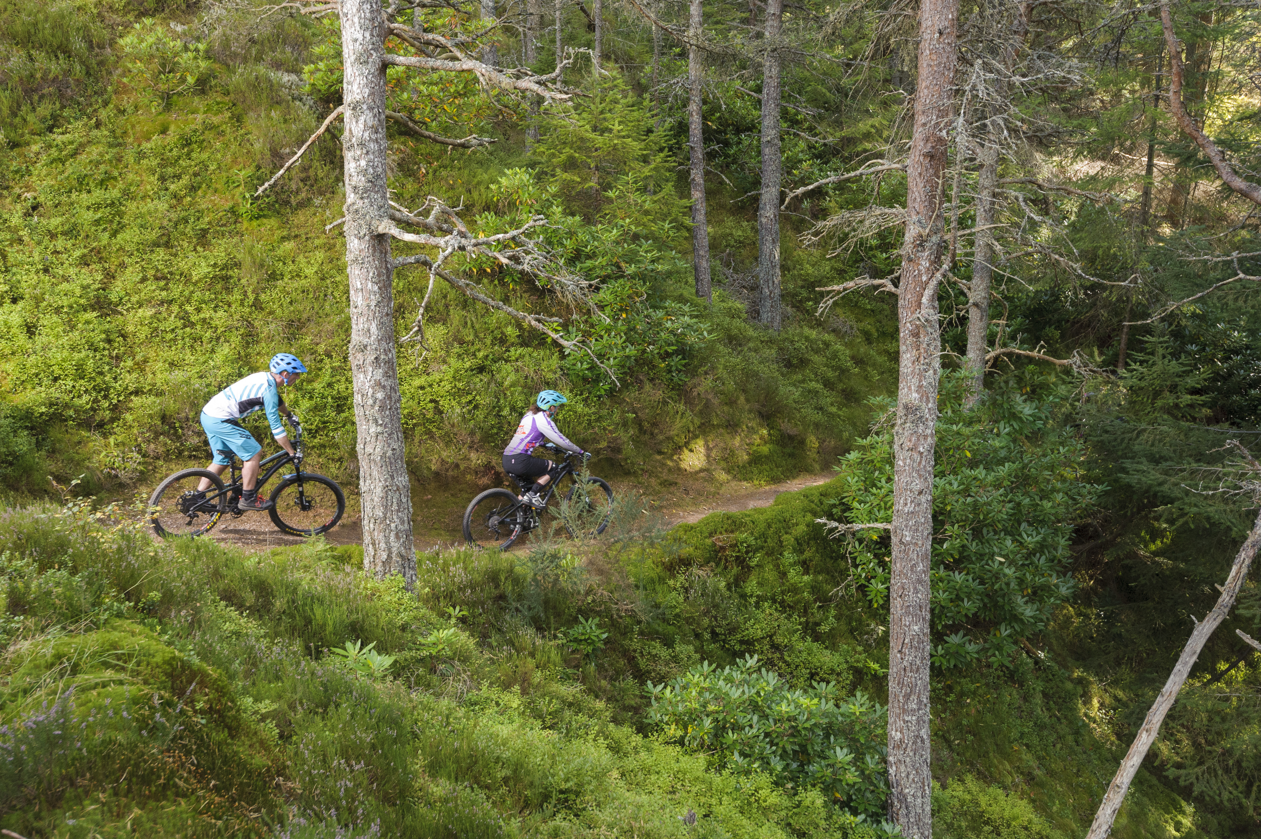 Mountain bikers in a forest 