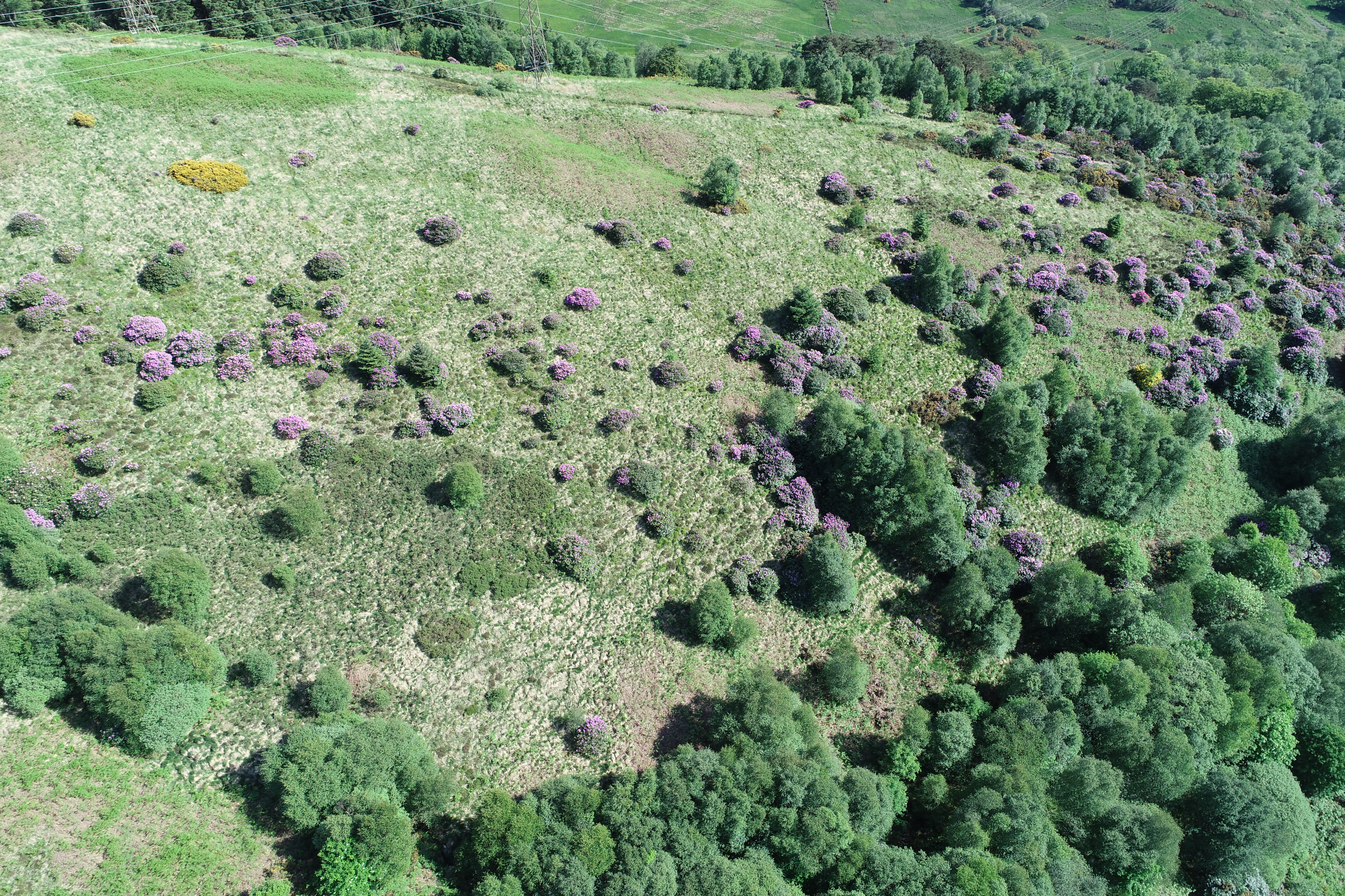 Drone shots surveying a bunch of rhodie plants