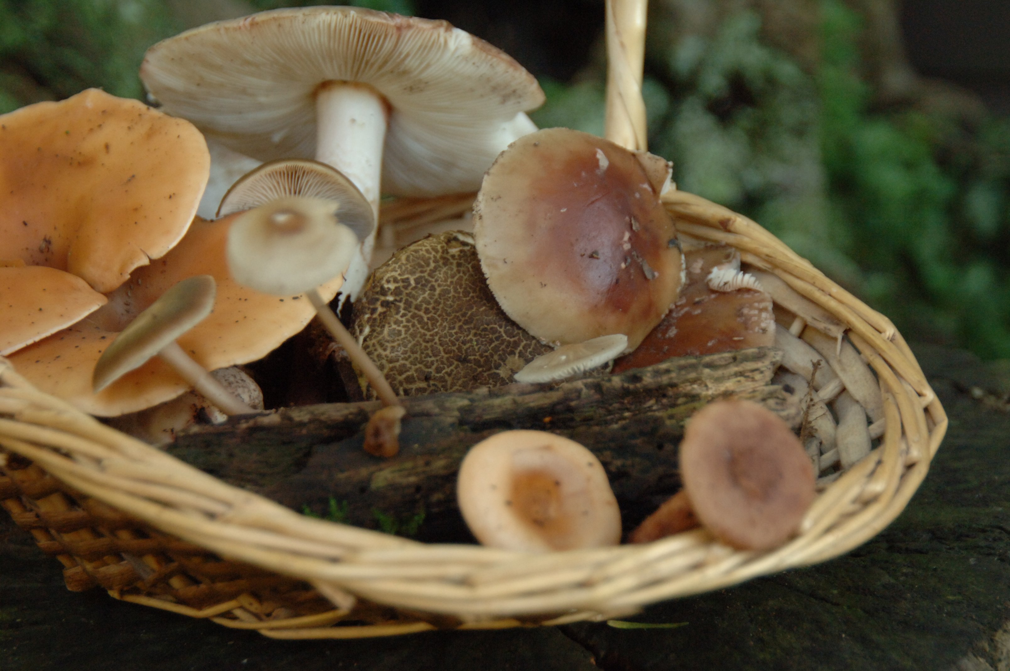 a basket of wild mushrooms