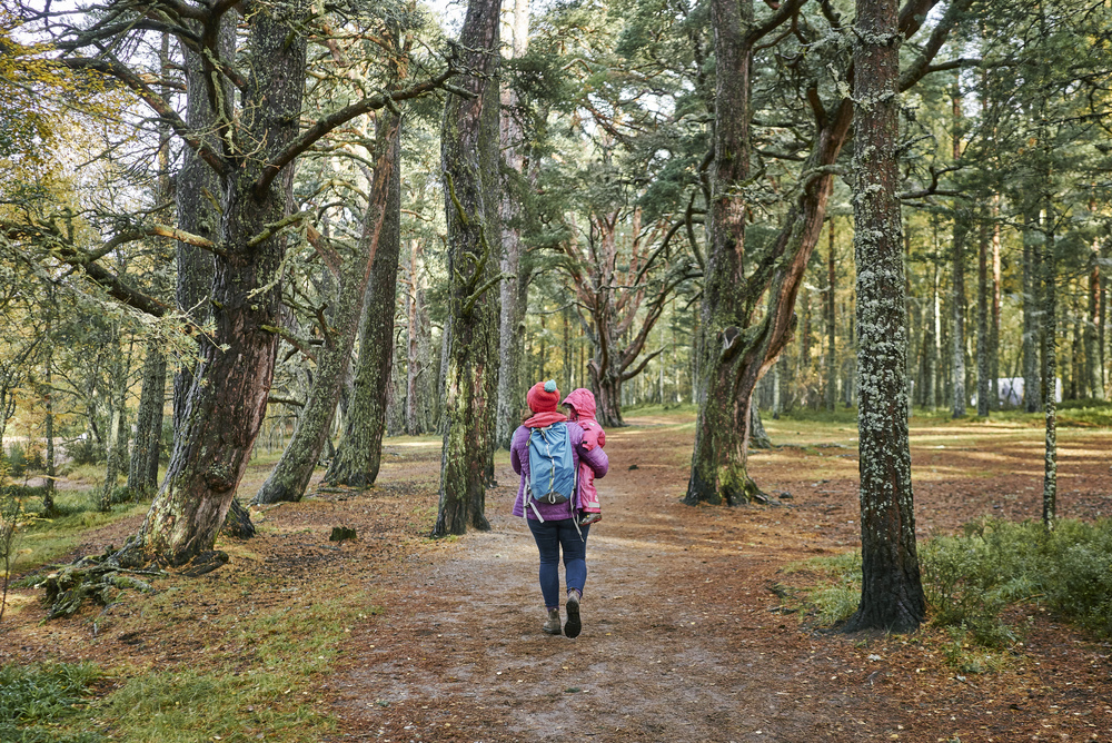 A woman and child walking in a pine forest