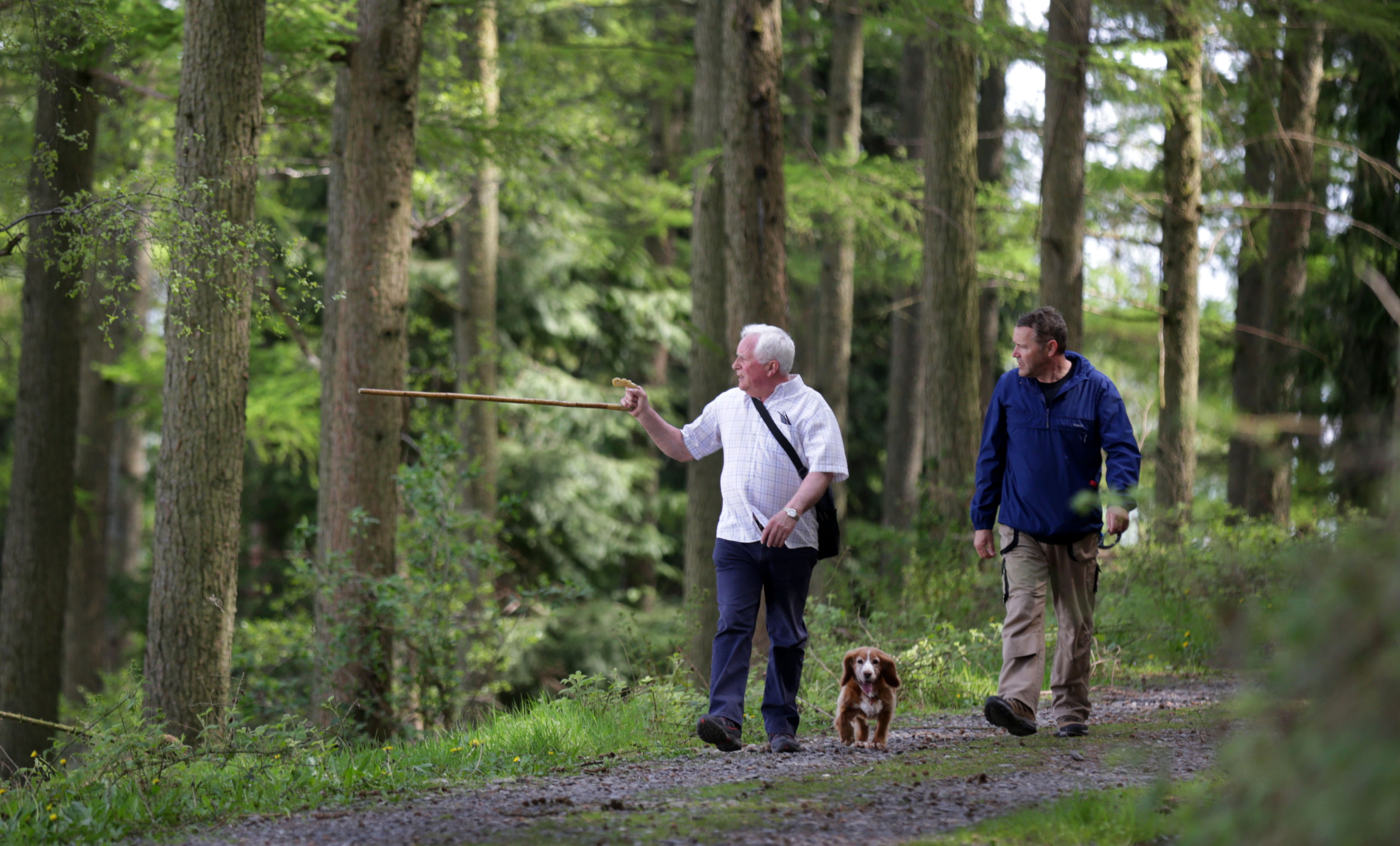 A mature man and a young man walk along a forest road with a dog, Mabie Forest, near Dumfris, Solway Coast.