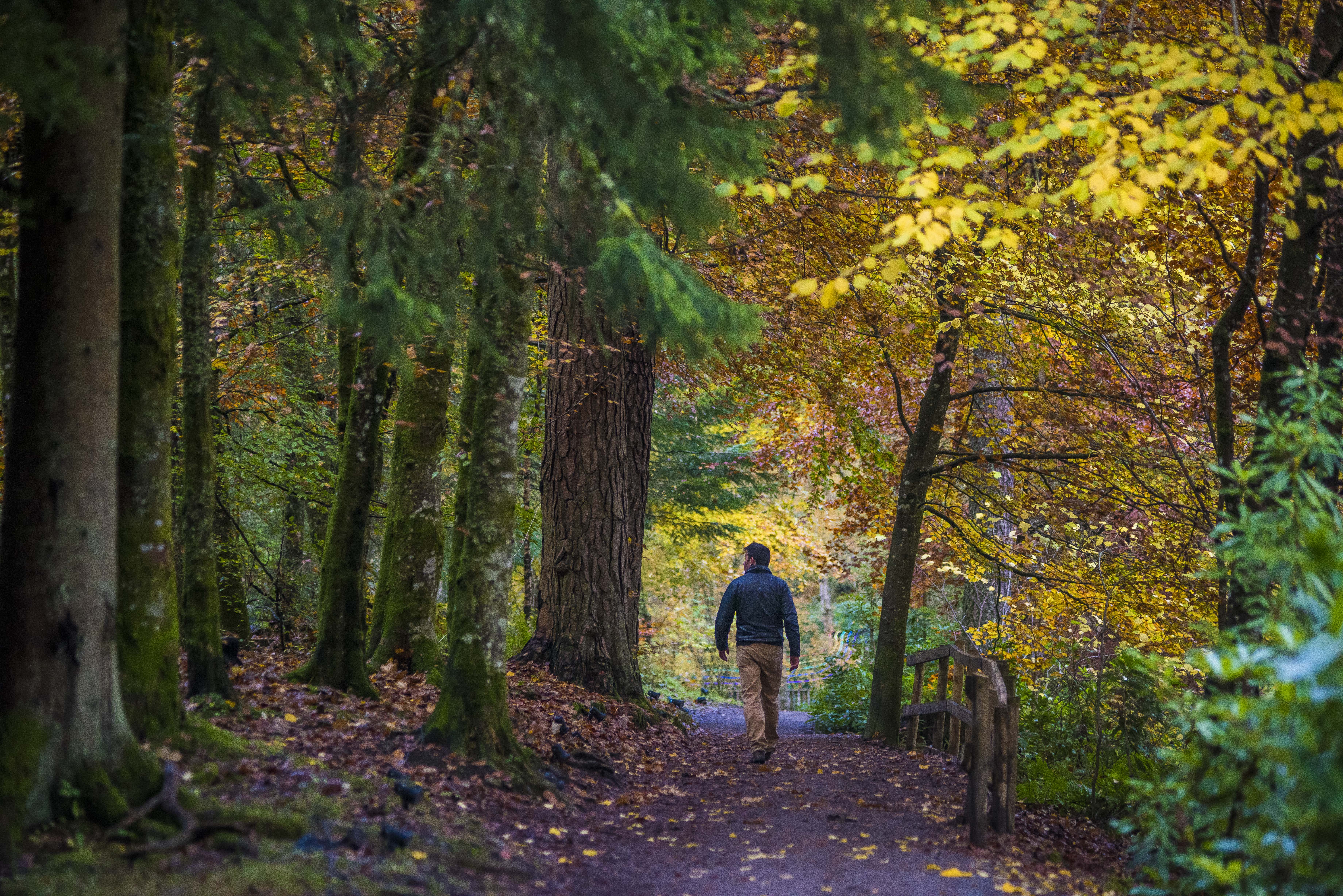 A man walks through an autumn woodland, Faskally
