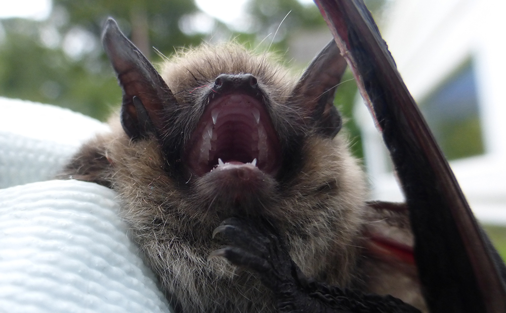 Rare Whiskered bat
