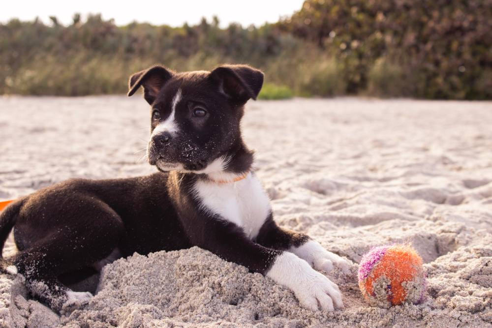 Black and white dog sitting on a beach with a brightly coloured ball in front, and green trees beyond
