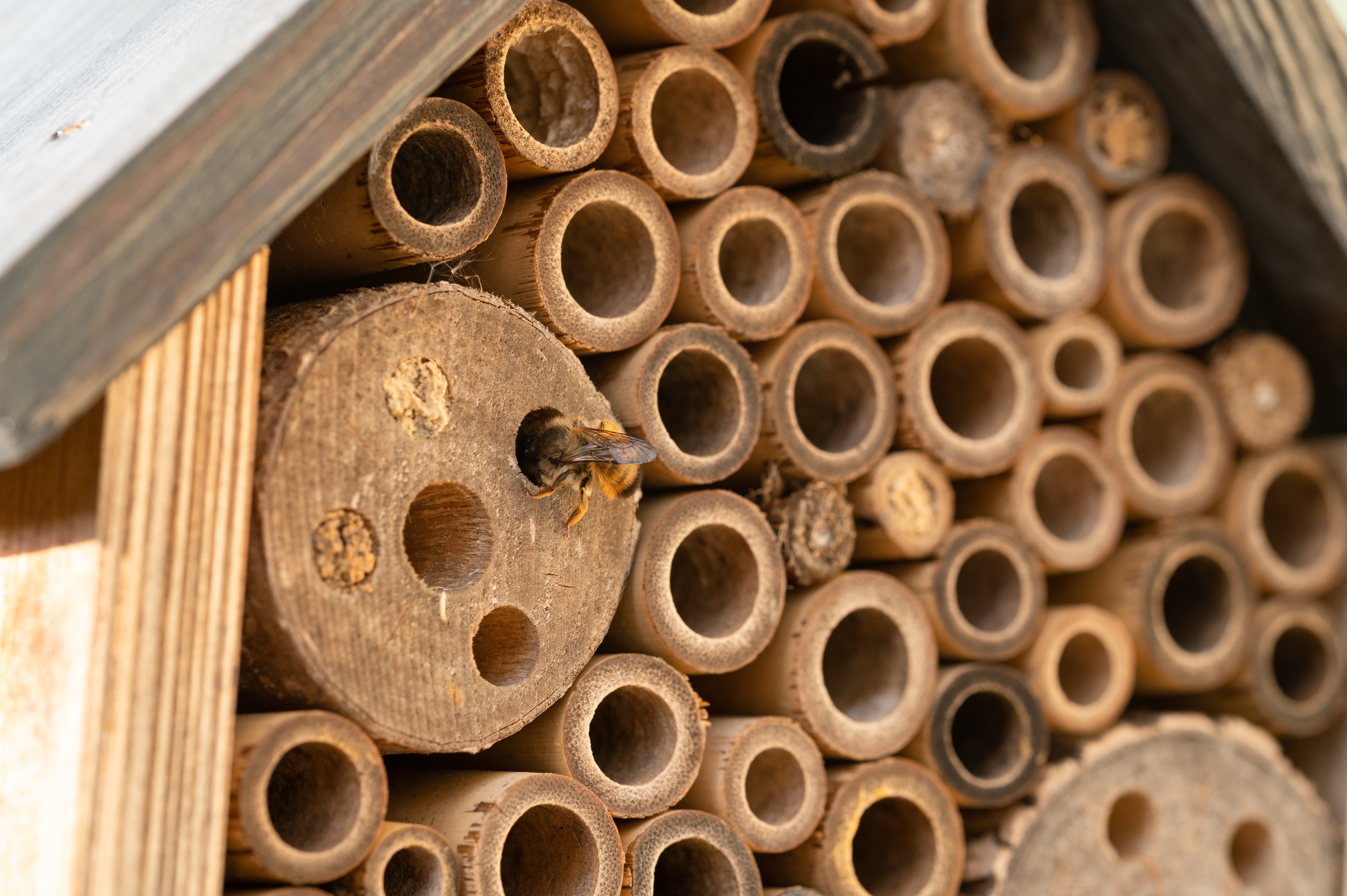 How we can help solitary bees - Forestry and Land Scotland