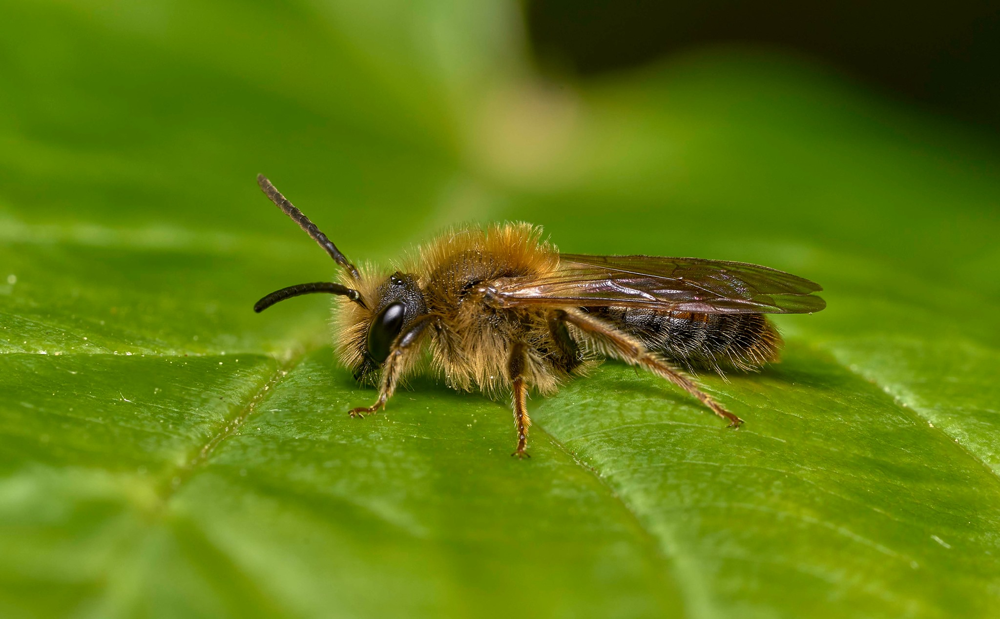 Female chocolate mining bee Andrena scotica resting on sycamore leaf