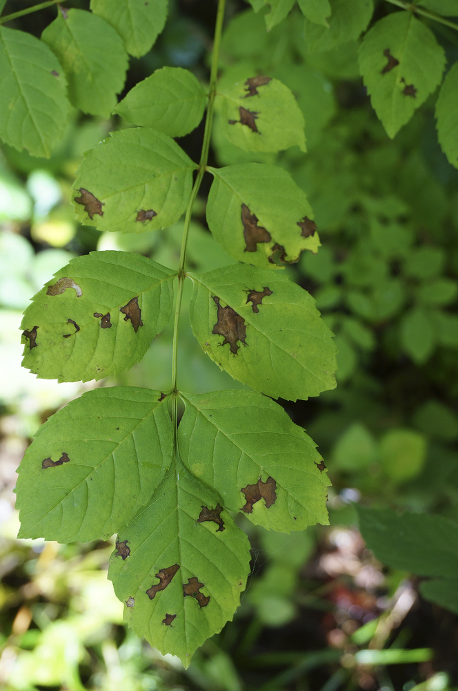 Green leaves with brown patches of the disease 'ash dieback'