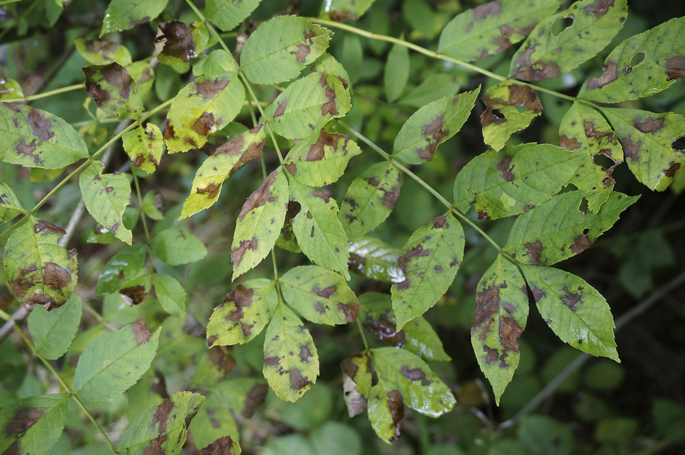 Green tree leaves with discoloured patches from disease