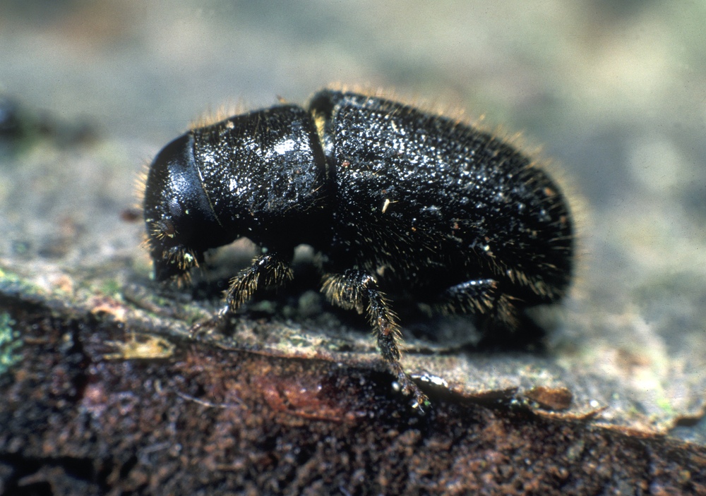 Small bulbous black beetle (Great Spruce Bark Beetle)