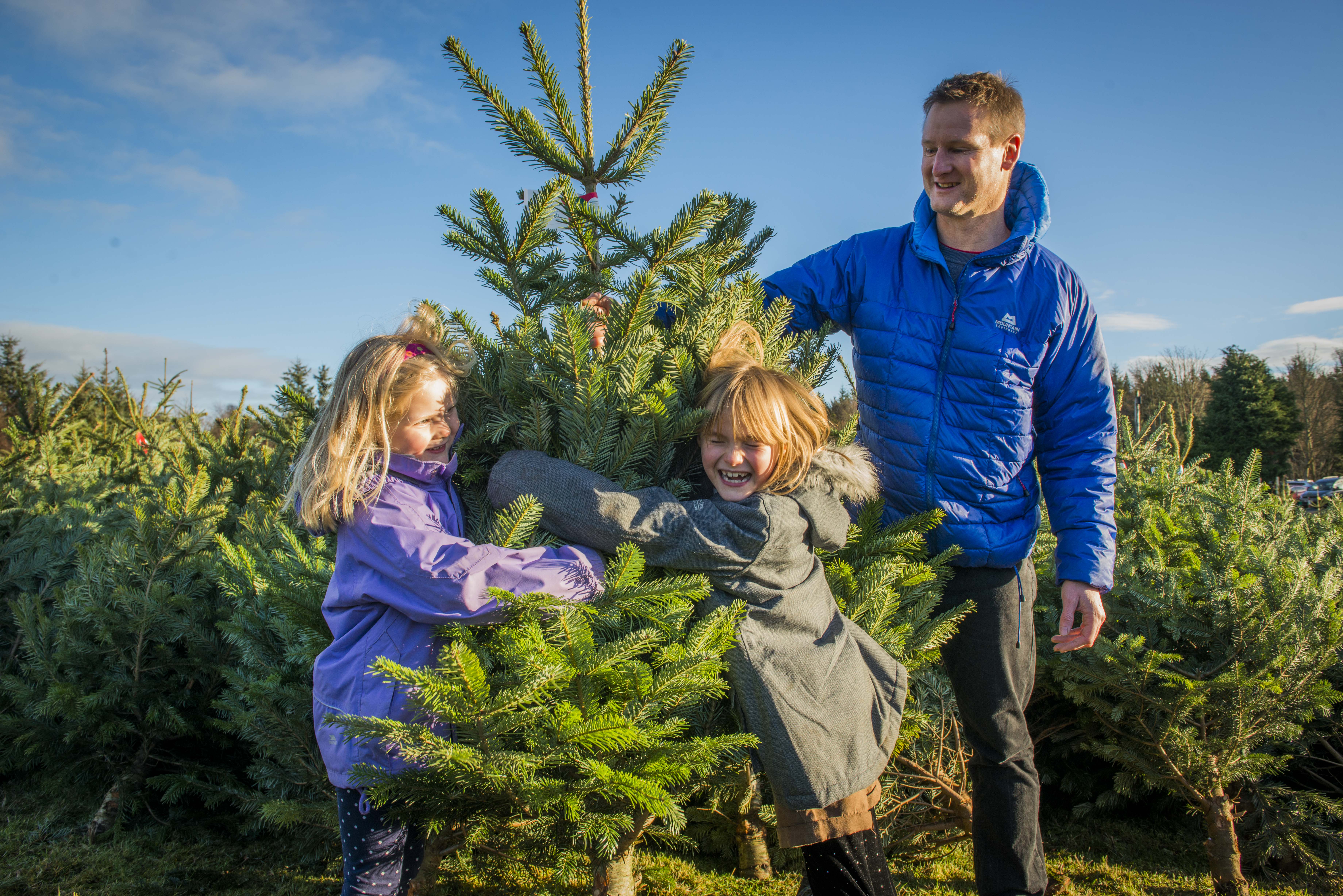 Man and two young girls choosing a Christmas tree.