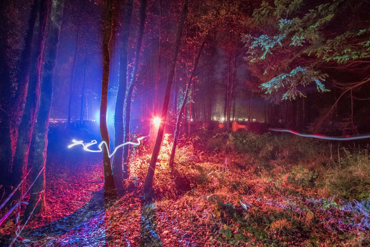 Forest lit with coloured lights