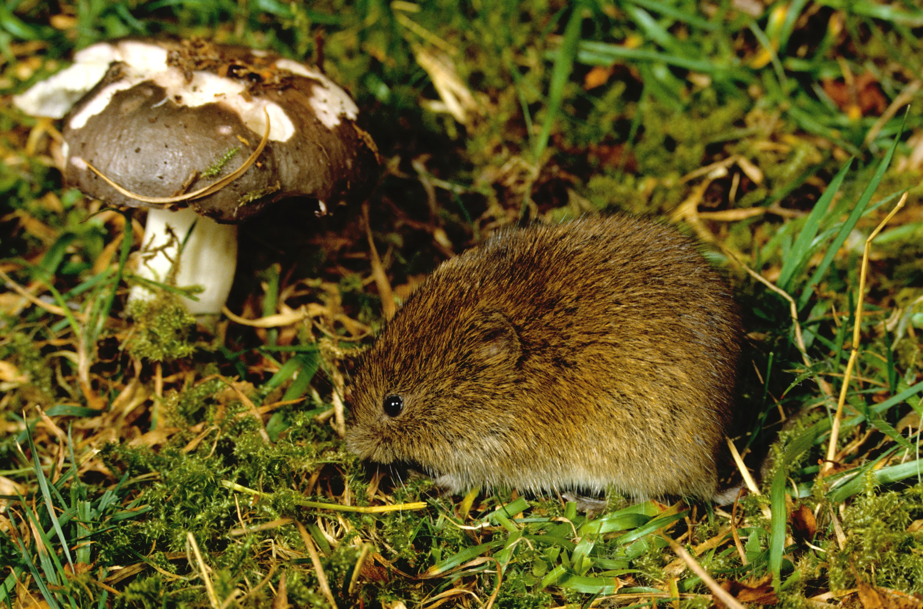 A close-up vole sits on a grassy site. There is a mushroom just ahead of it. 