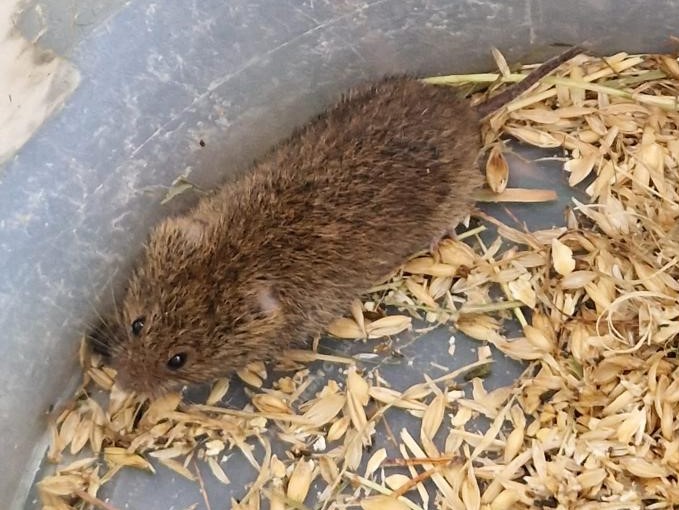 A vole in a plastic container with grain across the bottom. 
