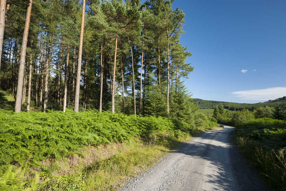 A stretch of forest road at Raider's Road, Galloway, with trees to the left hand side.