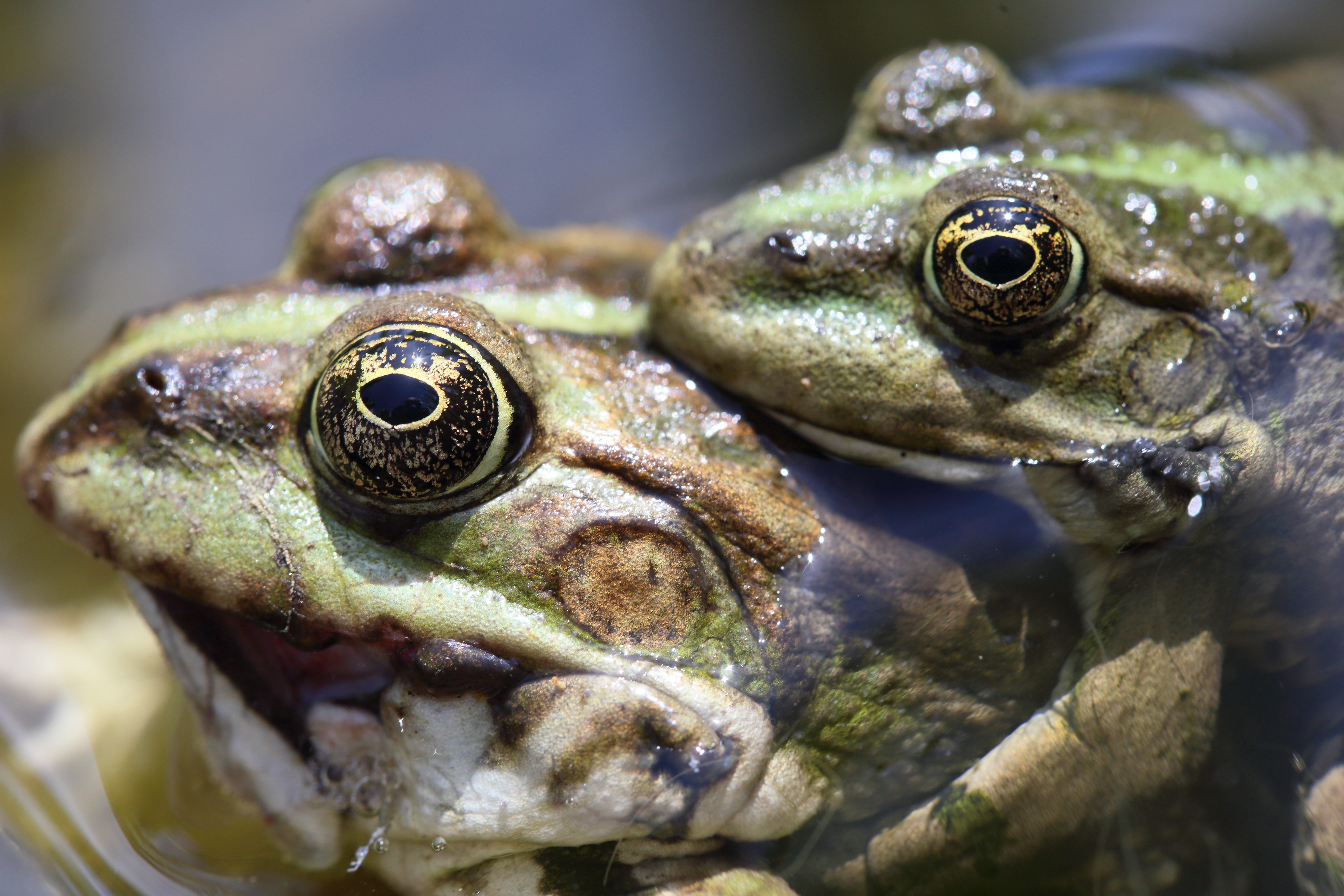 Close up of two green frogs, one on top of the other