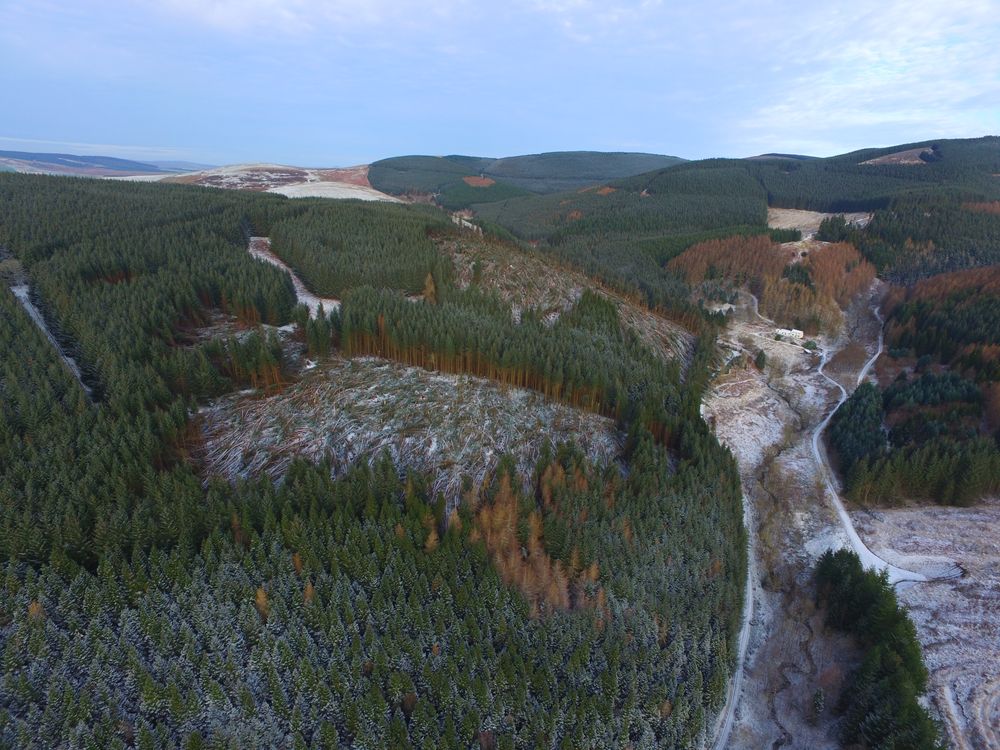 Aerial view of coniferous forest with large amount of trees fallen over, and snow on the ground