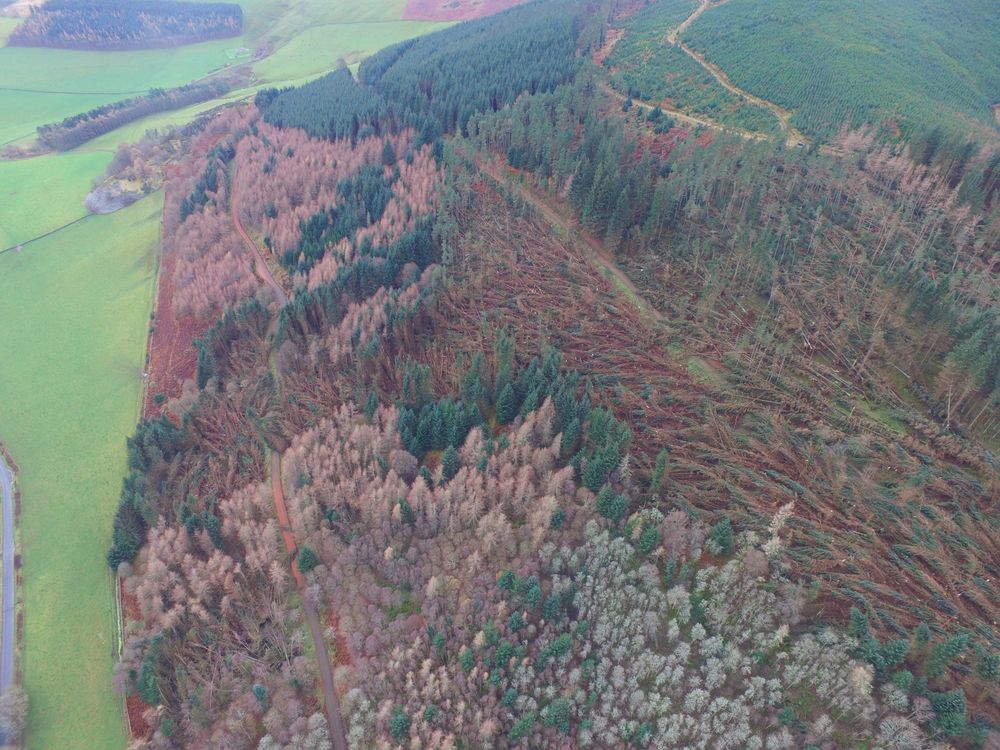 Aerial view of forested hillside with many trees fallen over