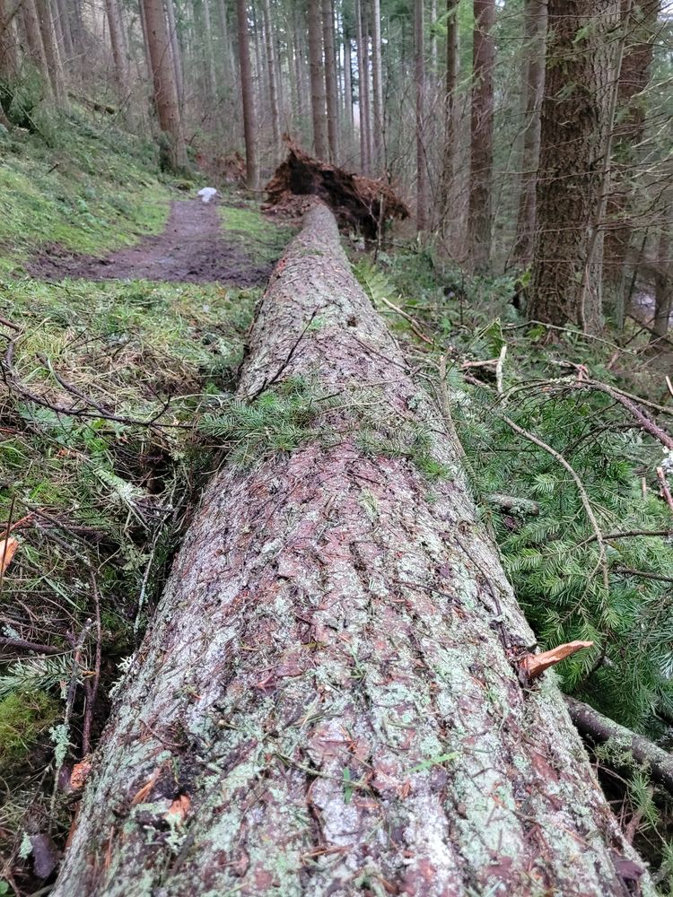 Very long fallen tree lying amongst green branches beside an off-road trail