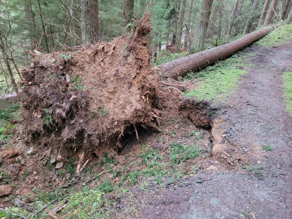 Fallen tree with roots exposed, and a damaged trail beside