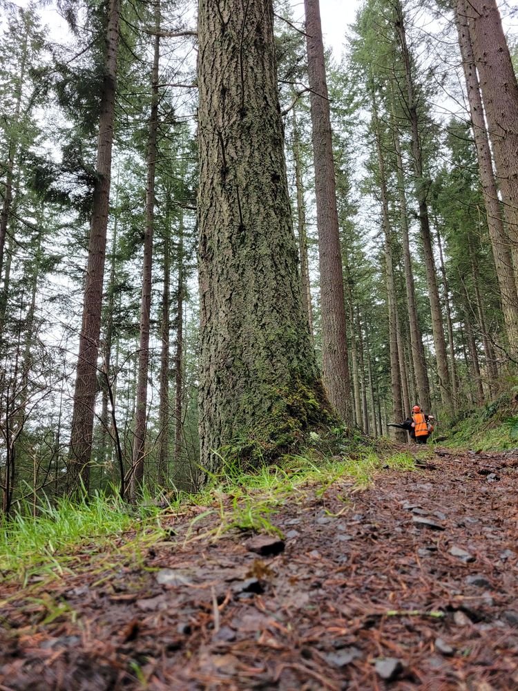Close up of a trail with tall trees growing and person in hi-vis jacket