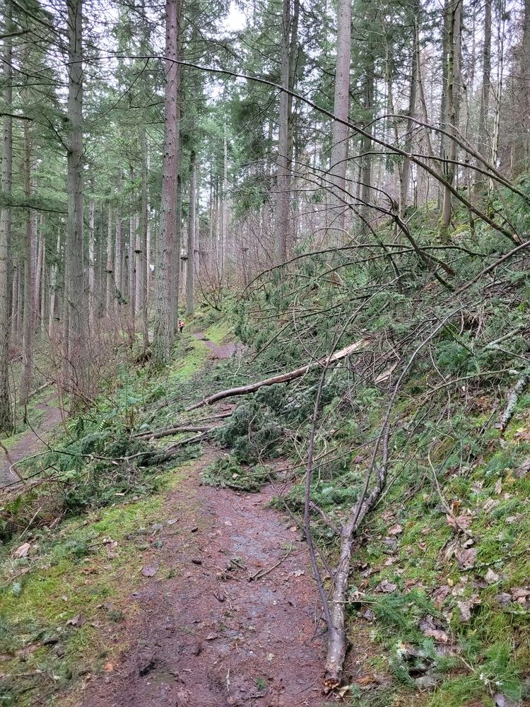 Several fallen conifer trees lying across a path
