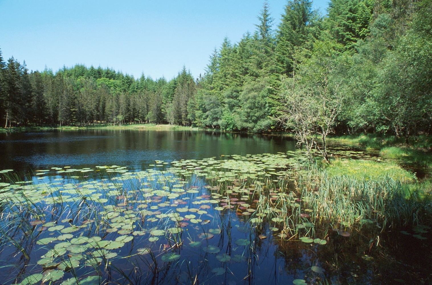 A small loch in a forest with lily pads 