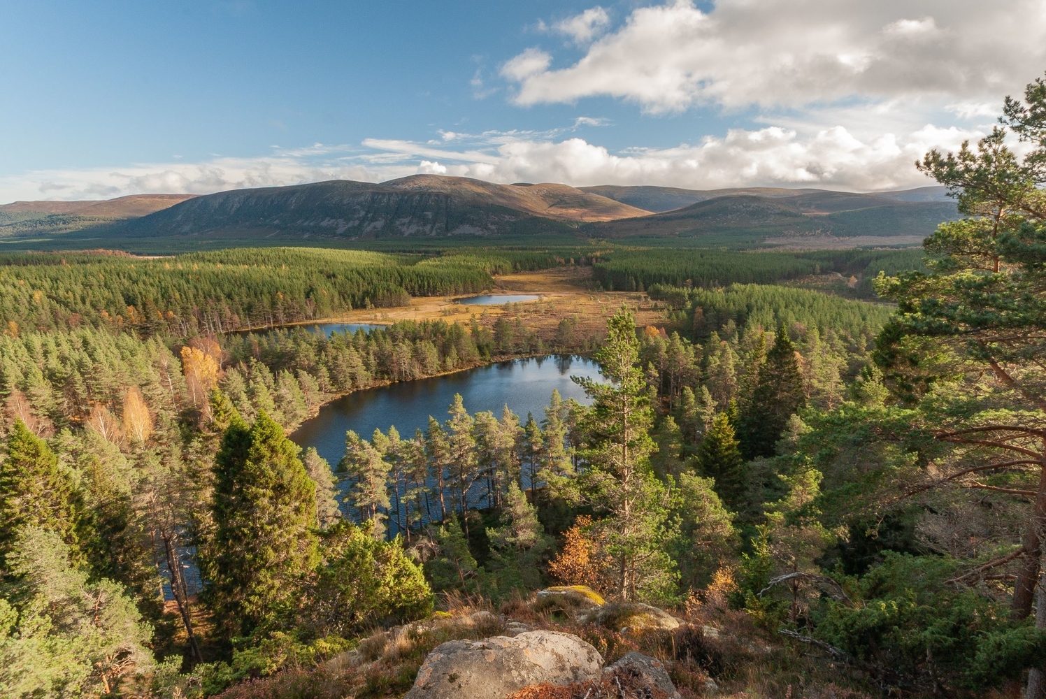 Aerial view of three lochs dotted amongst vast conifer forest and the Cairngorm Mountains, at Uath Lochans