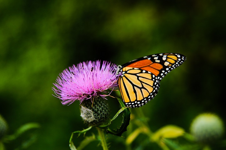 Orange and red butterfly sitting on stem of a purple thistle