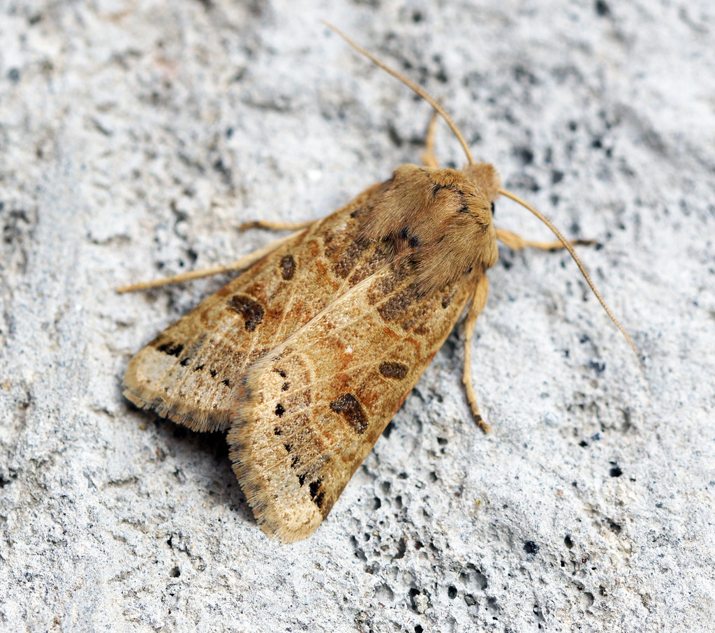 Close up of brown coloured moth perched on light-grey rock