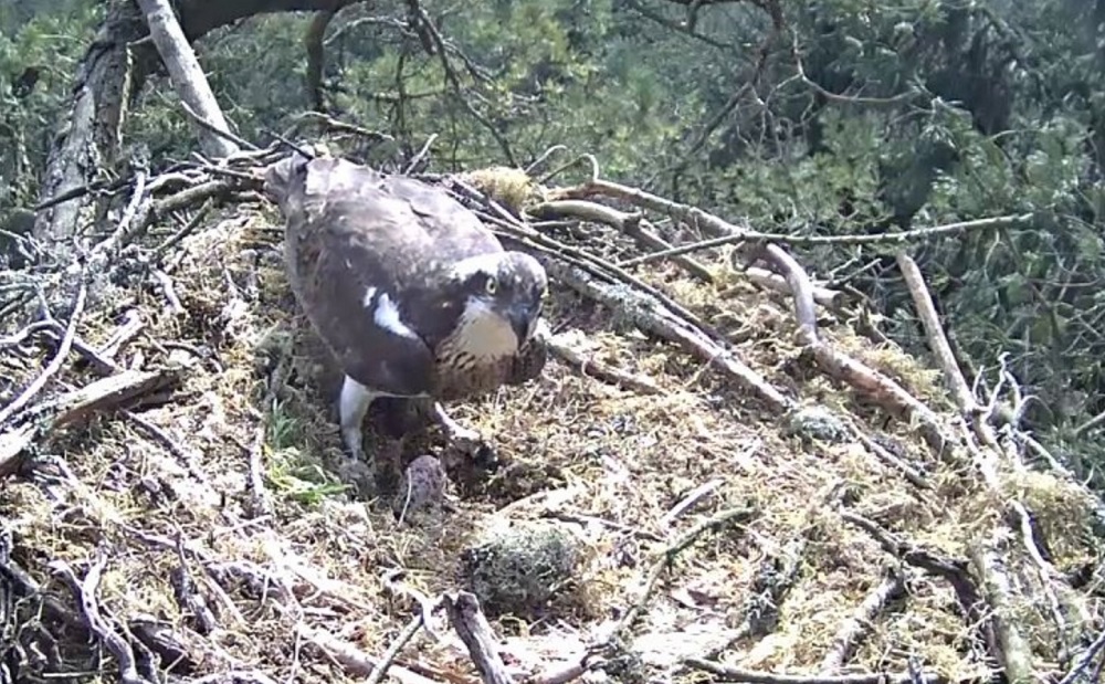 Large bird of prey in nest made of twigs and moss
