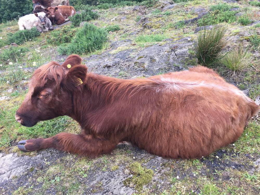 Brown cow sitting on a mossy rock