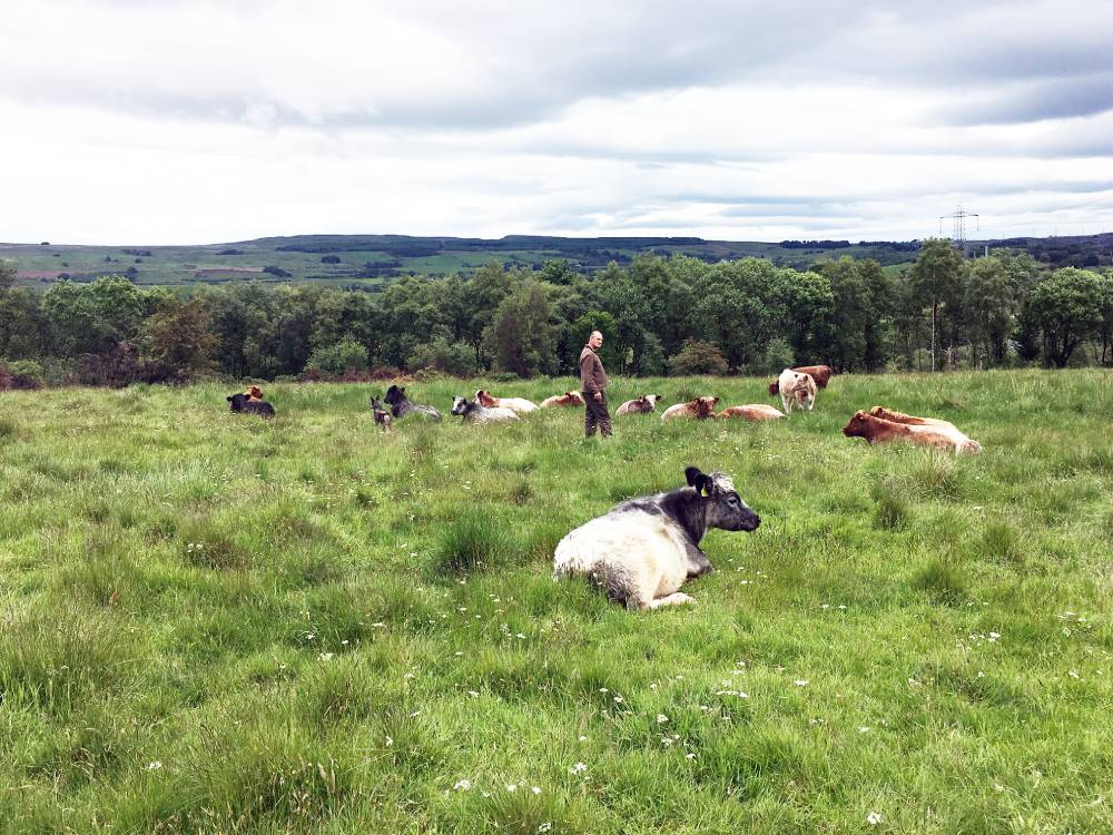 Man in grassy field full of cows sitting down with cloudy sky above
