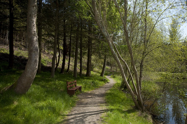 Small forest path winding into green trees with a bench besides the path