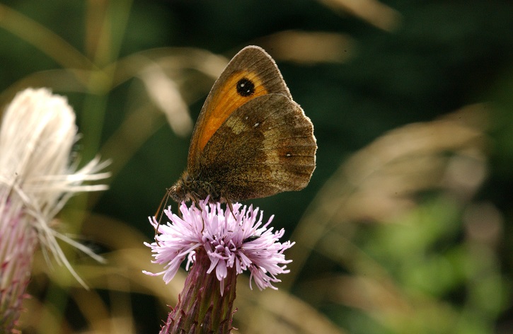 Close up of grey and orange moth perched on a purple flower
