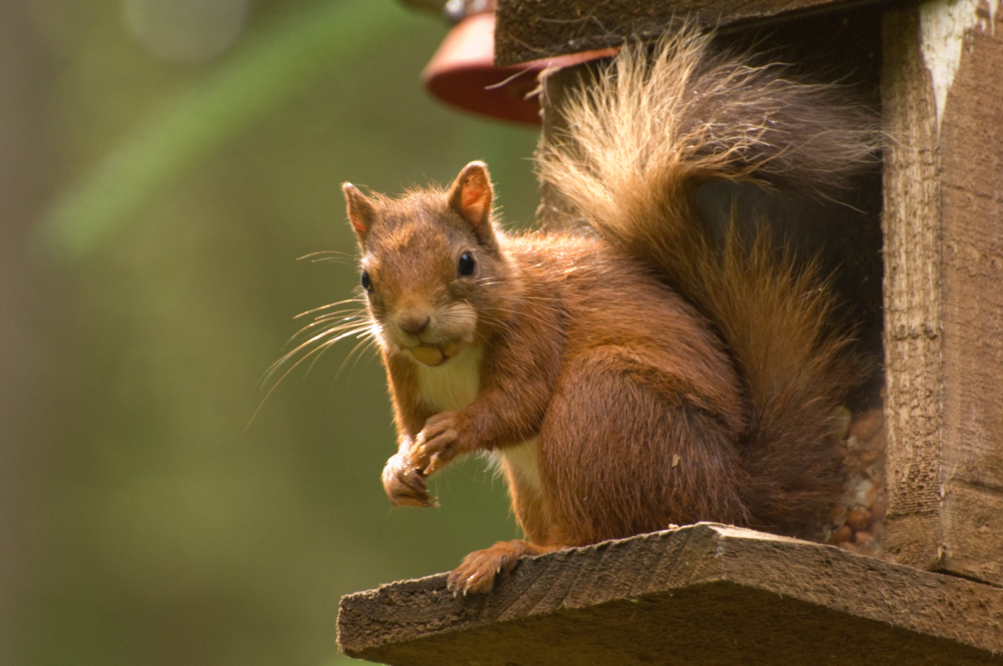 Red squirrel with nut in mouth standing on man made platform