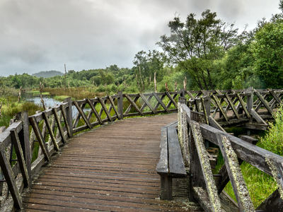 A wooden boardwalk through a wetland