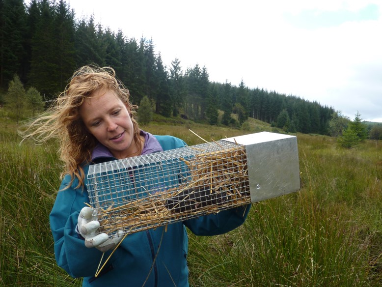 Staff member holding a water vole in a live trap