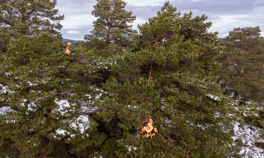 Two people in safety gear in a tree picking pine cones